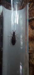 Dromius fenestratus