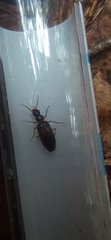 Dromius fenestratus