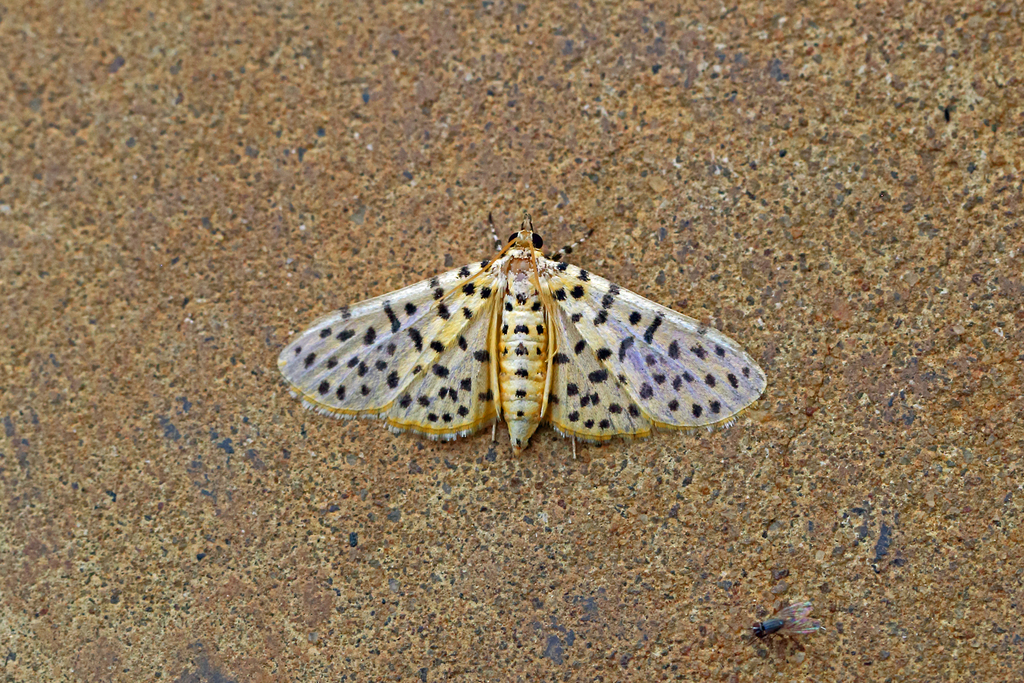Dichocrocis polystidzalis