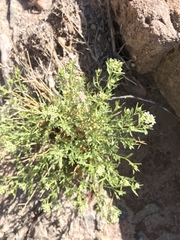 Lepidium montanum