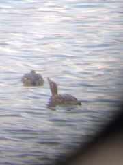 Tachyeres patachonicus