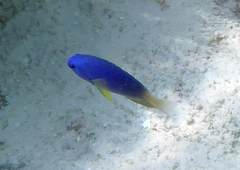Pomacentrus caeruleus
