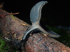 Pseudoplectania vogesiaca