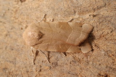 Noctua tirrenica
