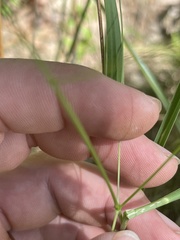Panicum bergii