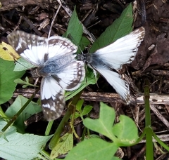 Heliopetes laviana