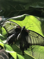 Papilio protenor