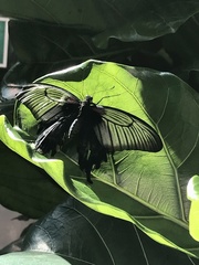 Papilio protenor