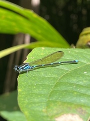 Argia adamsi