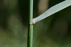 Elymus pungens