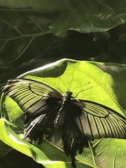 Papilio protenor