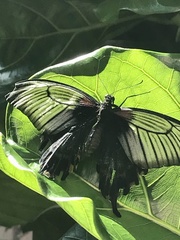 Papilio protenor