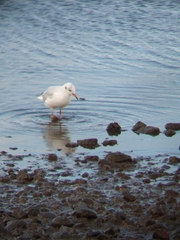 Chroicocephalus maculipennis