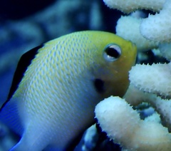 Dascyllus marginatus