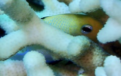 Dascyllus marginatus