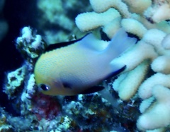 Dascyllus marginatus