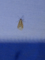 Microtheoris vibicalis