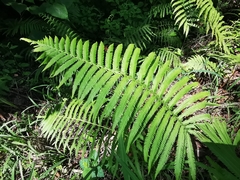 Pelazoneuron puberulum