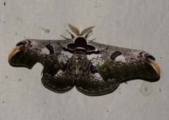 Saturnia zuleika