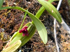 Maxillaria henchmannii