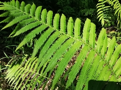 Pelazoneuron puberulum