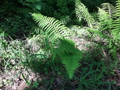 Pelazoneuron puberulum