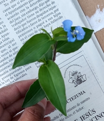 Commelina cyanea