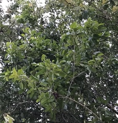 Flacourtia indica