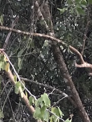 Flacourtia indica