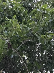 Flacourtia indica