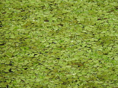 Salvinia minima