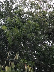 Flacourtia indica