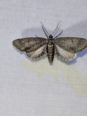 Glaucina erroraria