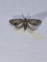 Glaucina erroraria