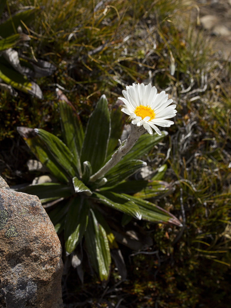 Cotton daisy