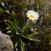 Cotton Daisy - Photo (c) Nuytsia@Tas, some rights reserved (CC BY-NC-SA)
