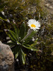 Cotton Daisy - Photo (c) Nuytsia@Tas, some rights reserved (CC BY-NC-SA)