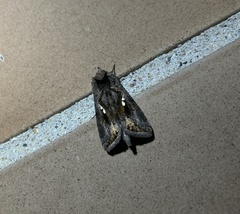 Lepidoptera