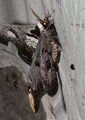 Saturnia zuleika