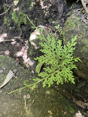 Selaginella pallescens