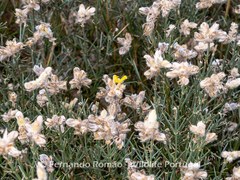 Echinospartum ibericum