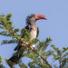 Crowned Hornbill - Photo (c) Peter Steward, some rights reserved (CC BY-NC)