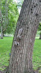 Sciurus carolinensis