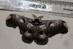 Saturnia zuleika