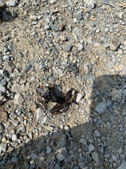 Lithobates palustris