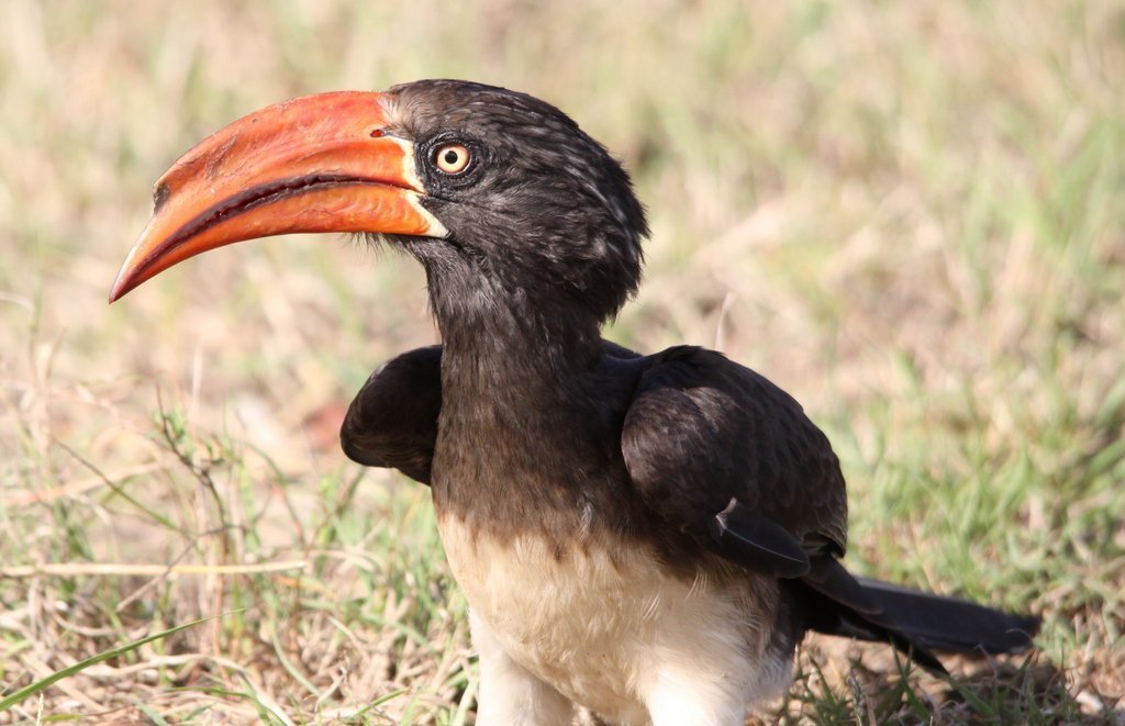 Crowned Hornbill photo