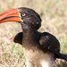 Crowned Hornbill - Photo (c) Derek Keats, some rights reserved (CC BY)