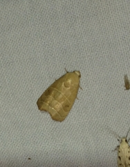 Bagisara repanda