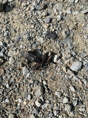 Lithobates palustris