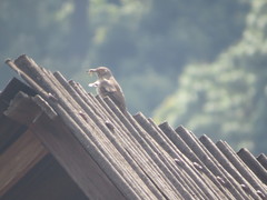Toxostoma curvirostre